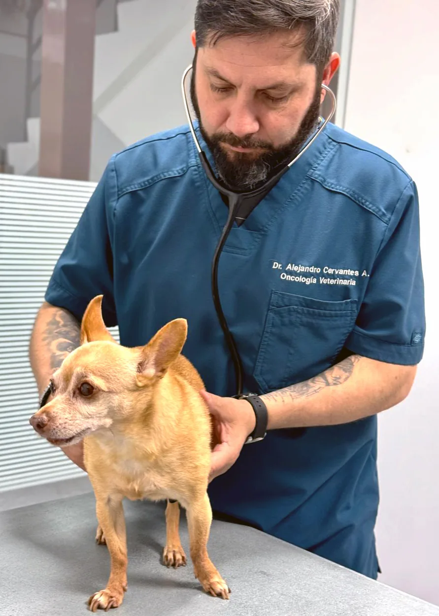 Consulta oncológica veterinaria