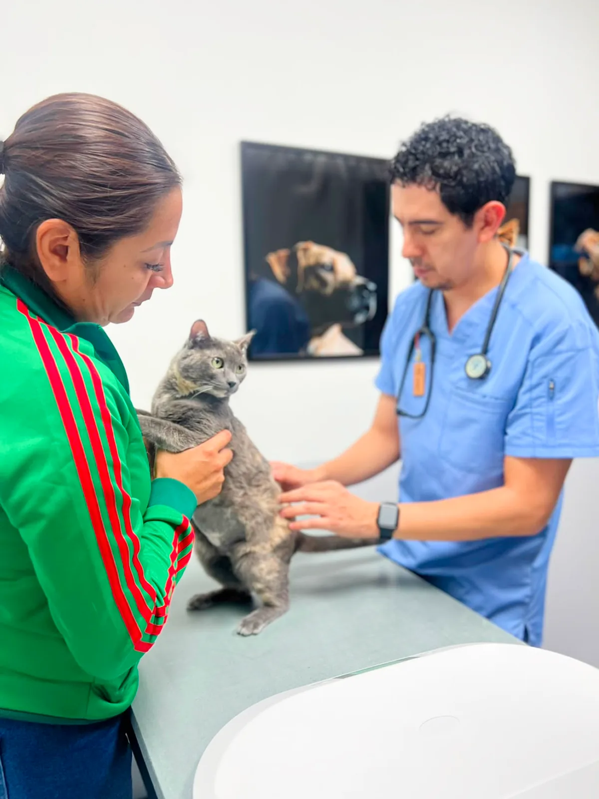 Consulta oncológica veterinaria