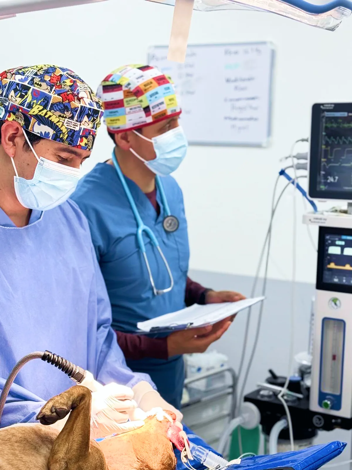 Electroquimioterapia veterinaria