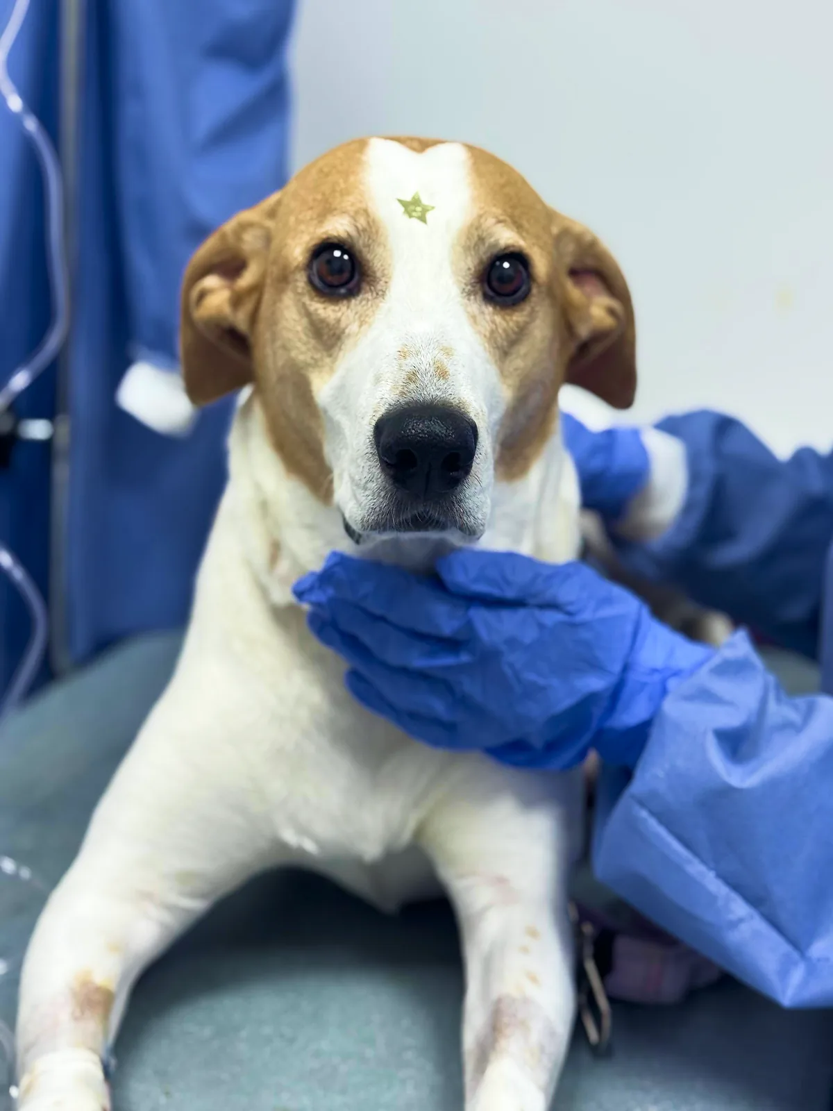 Quimioterapia veterinaria en CDMX